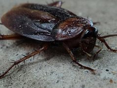 Eboli, blatte e insetti in città: disagi nei quartieri blatte