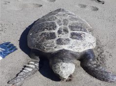 Caretta caretta, dalla Regione una campagna di sensibilizzazione