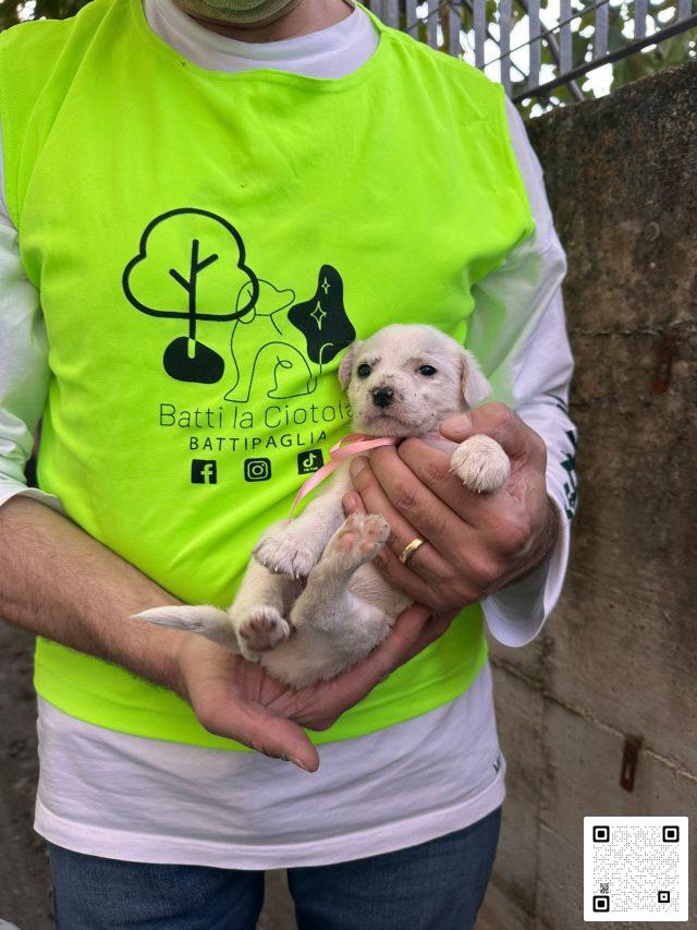 batti la ciotola cane