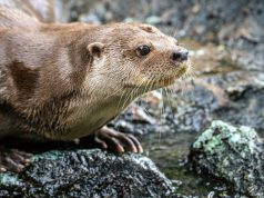 Agropoli, richiesta di stop alla pesca alla foce del Testene per salvare la lontra