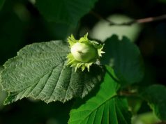 La nocciola di Giffoni protagonista al sentato