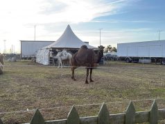 Il circo Orfei a Salerno