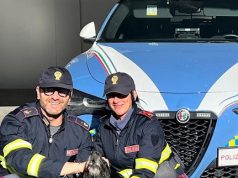 Battipaglia, cane in autostrada: salvato dalla polizia