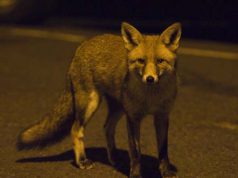 Ascea, una volpe “tifosa” in pieno centro