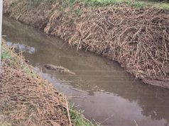 Capaccio Paestum, alligatore avvistato in un canale consortile