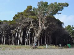 Eboli, 260 alberi pericolanti in pineta: disposto abbattimento