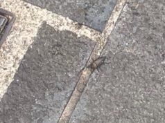 Eboli, blatte in pieno centro: la segnalazione