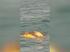 Battipaglia, spettacolo della natura: filmato l’accoppiamento di due tartarughe Caretta Caretta al Lido Lago