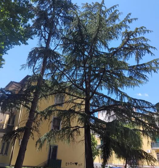 rione gonzaga