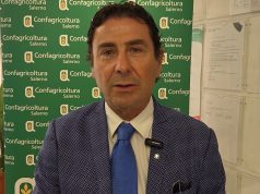 Emergenza cinghiali, Confagricoltura Salerno: “gravi danni ad aziende agricole”