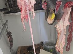 Battipaglia, sequestrate carni: oltre 700 confezioni e 120 chili di zucchero