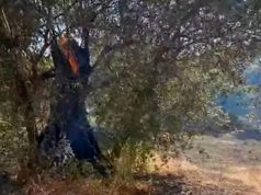 Eboli, incendio in via Olevano: colpito l’ulivo di San Berniero