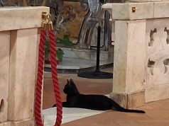 Eboli, un gatto “a messa” nella chiesa di San Francesco