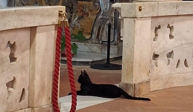 gatto in chiesa a eboli