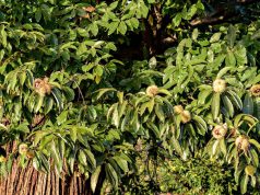 Castanicoltura, Auricchio scrive alla Regione: «Modificare le regole sull’abbruciamento delle felci»