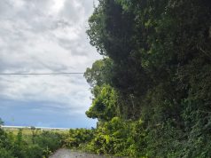 Battipaglia, albero caduto in via Noschese