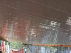 Salerno, municipale scopre struttura abusiva con 41 cani